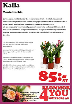 Kalla  Zantedeschia 13 cm kruka