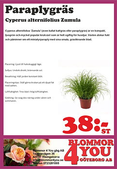 Cyperus alternifolius Zumula 12 cm kruka