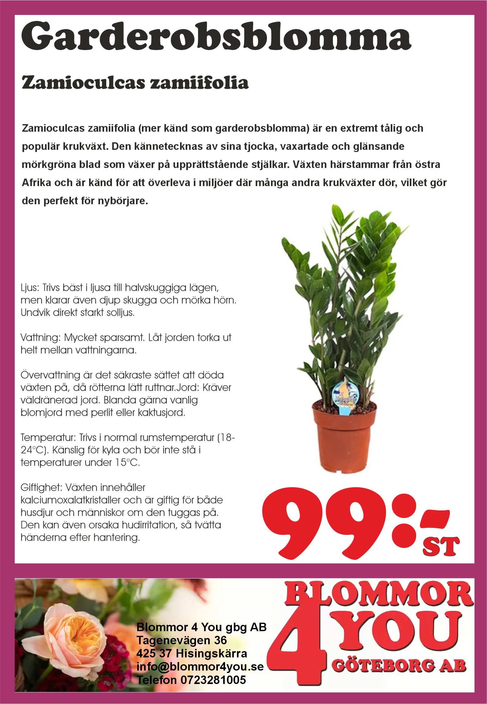Zamioculcas zamiifolia  12 cm kruka
