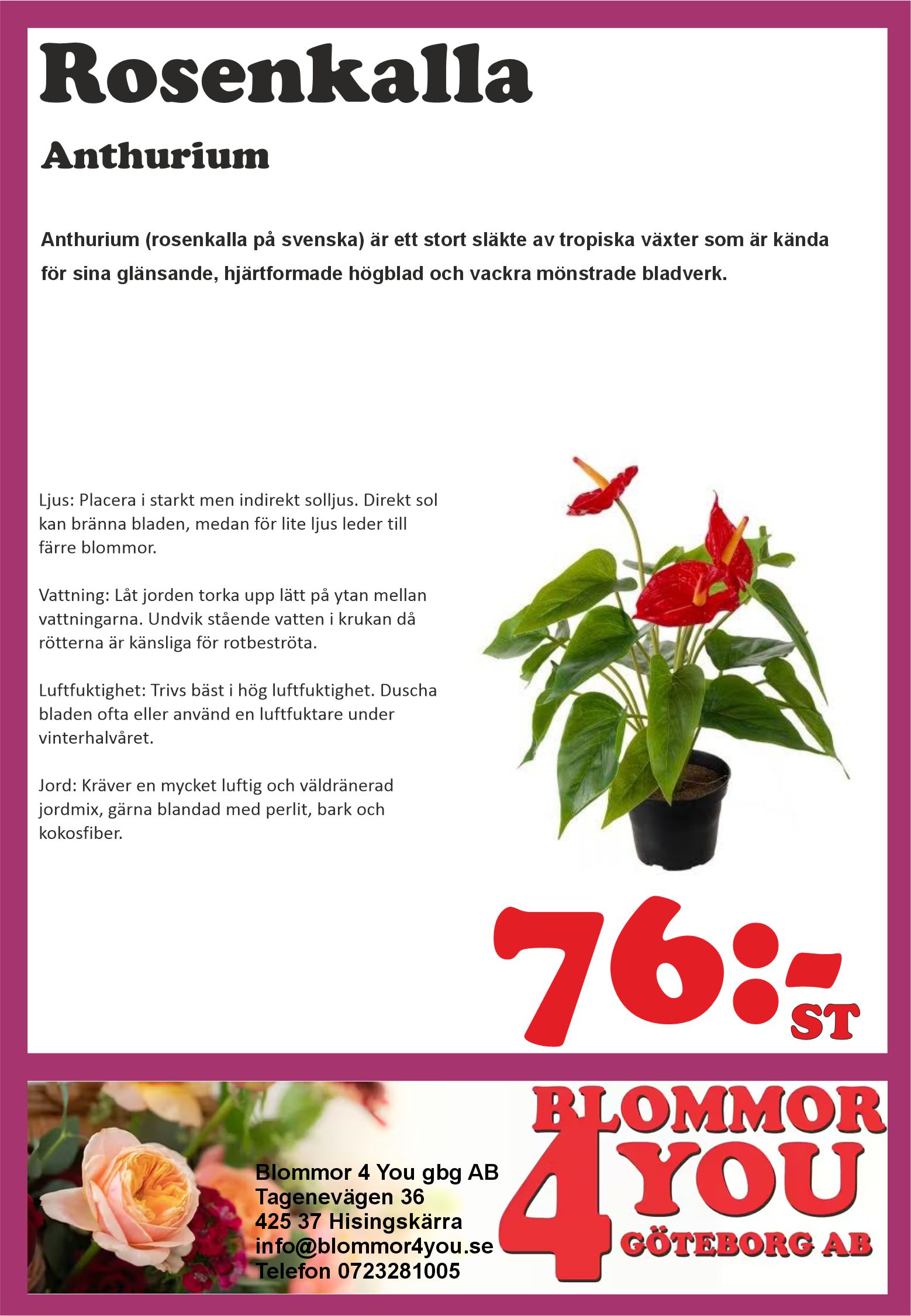Rosenkalla Anthurium 12cm kruka