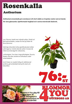 Rosenkalla Anthurium 12cm kruka