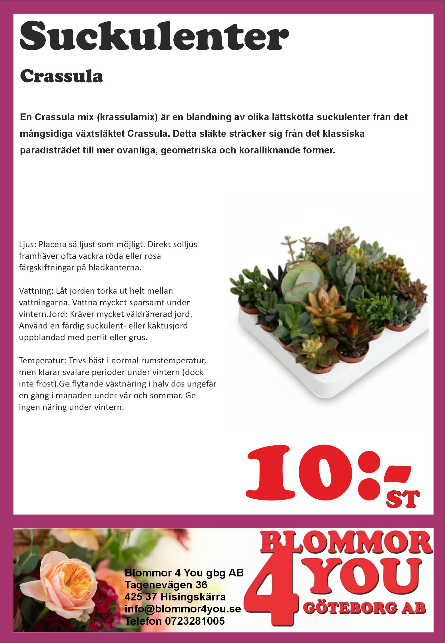 Succelenter  Crassula   5,5 cm kruka