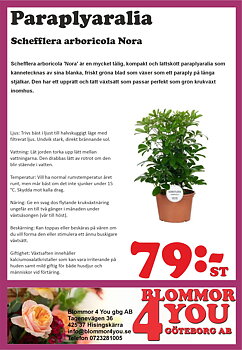 Schefflera arboricola Nora  14 cm kruka