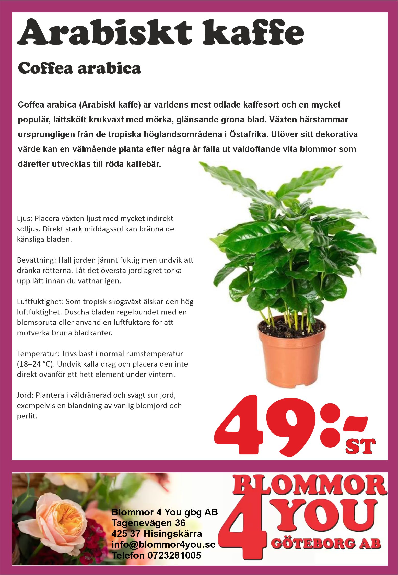 Coffea arabica   12 cm kruka