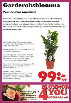 Zamioculcas zamiifolia   12 cm kruka