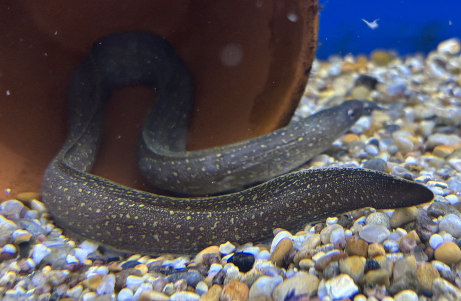 Indisk lermuräna (Gymnothorax tile) - 2
