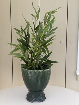Pot jade kruka