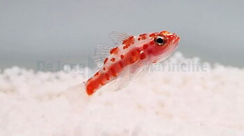 Trimma rubromaculatus (reef safe)