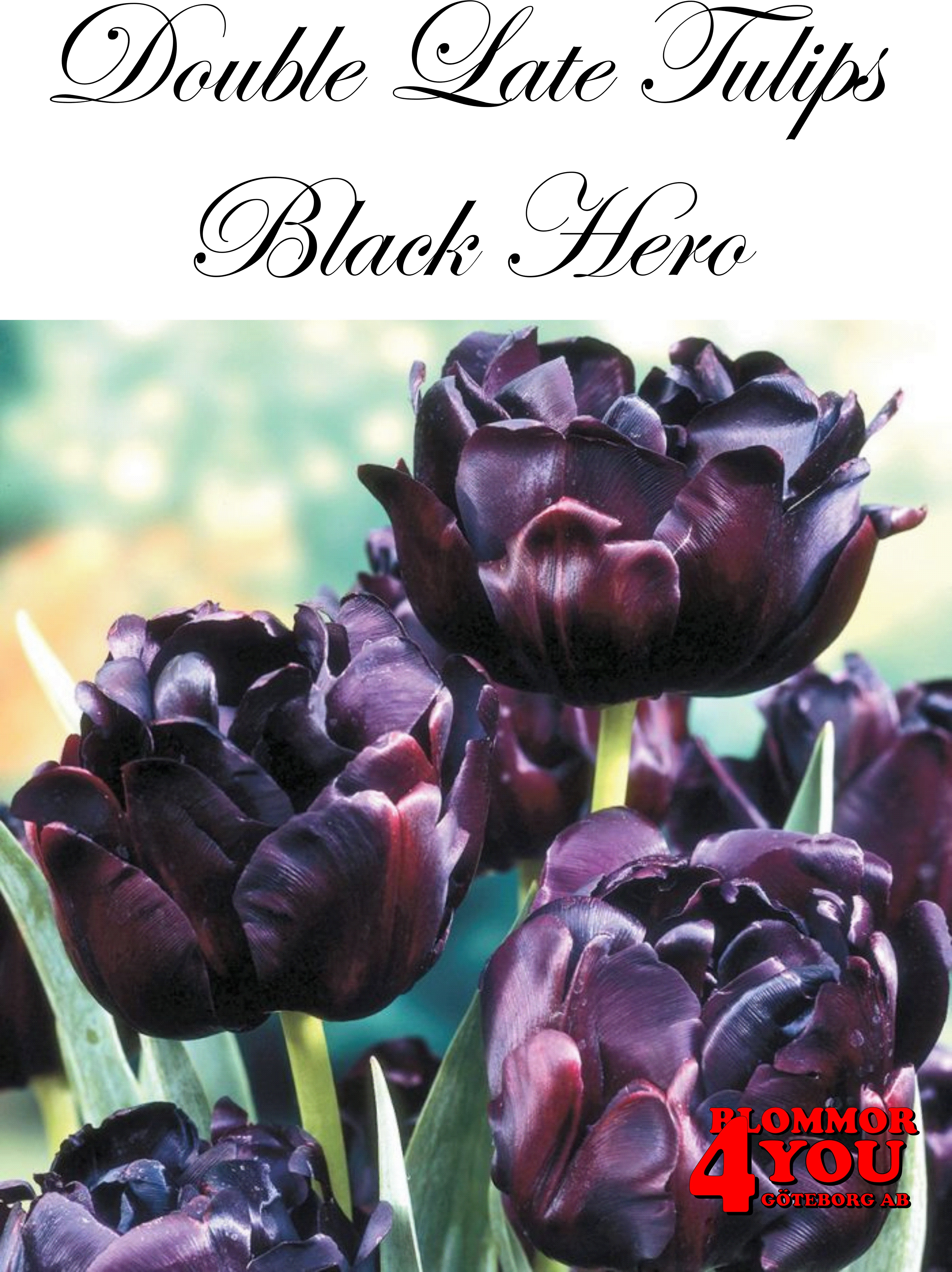 BLACK HERO DUBBEL SEN TULPAN  STORPACK 35 LÖKAR