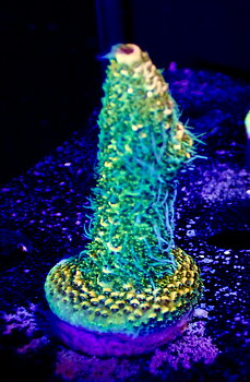 Acropora Millepora OOL Sunny Beach