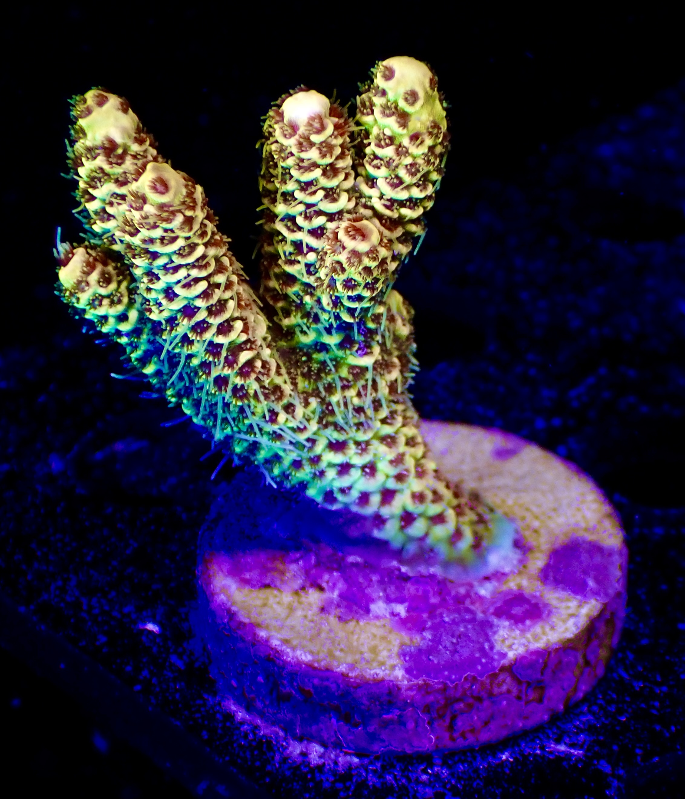 Acropora Millepora OOL Sunny Beach