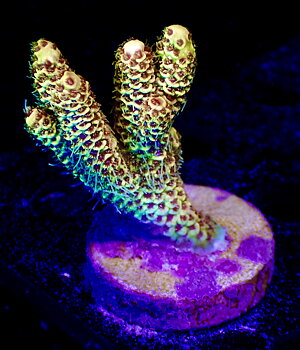 Acropora Millepora OOL Sunny Beach
