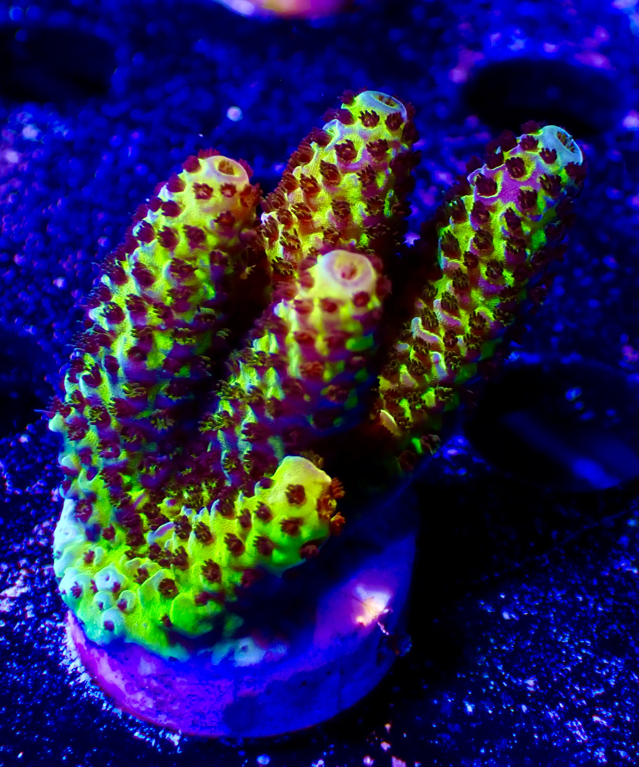 Acropora spp OOL Paradise Pulse