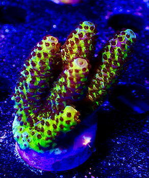 Acropora spp OOL Paradise Pulse