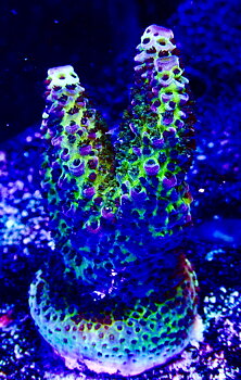 Acropora spp OOL Paradise Pulse