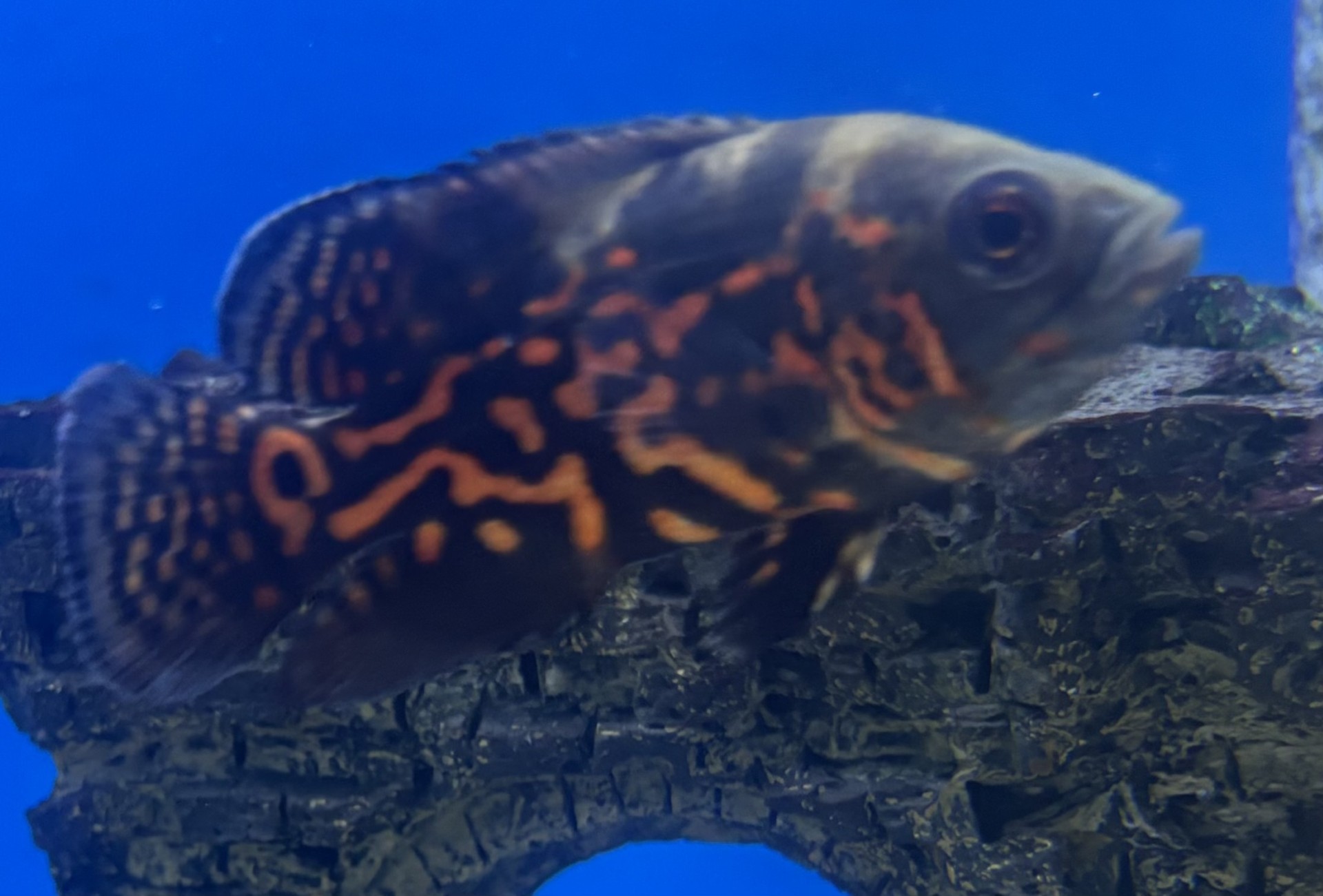 Påfågelciklid, Oscar Röd Tiger 4-6cm (Astronotus ocellatus)