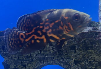 Påfågelciklid, Oscar Röd Tiger 4-6cm (Astronotus ocellatus)