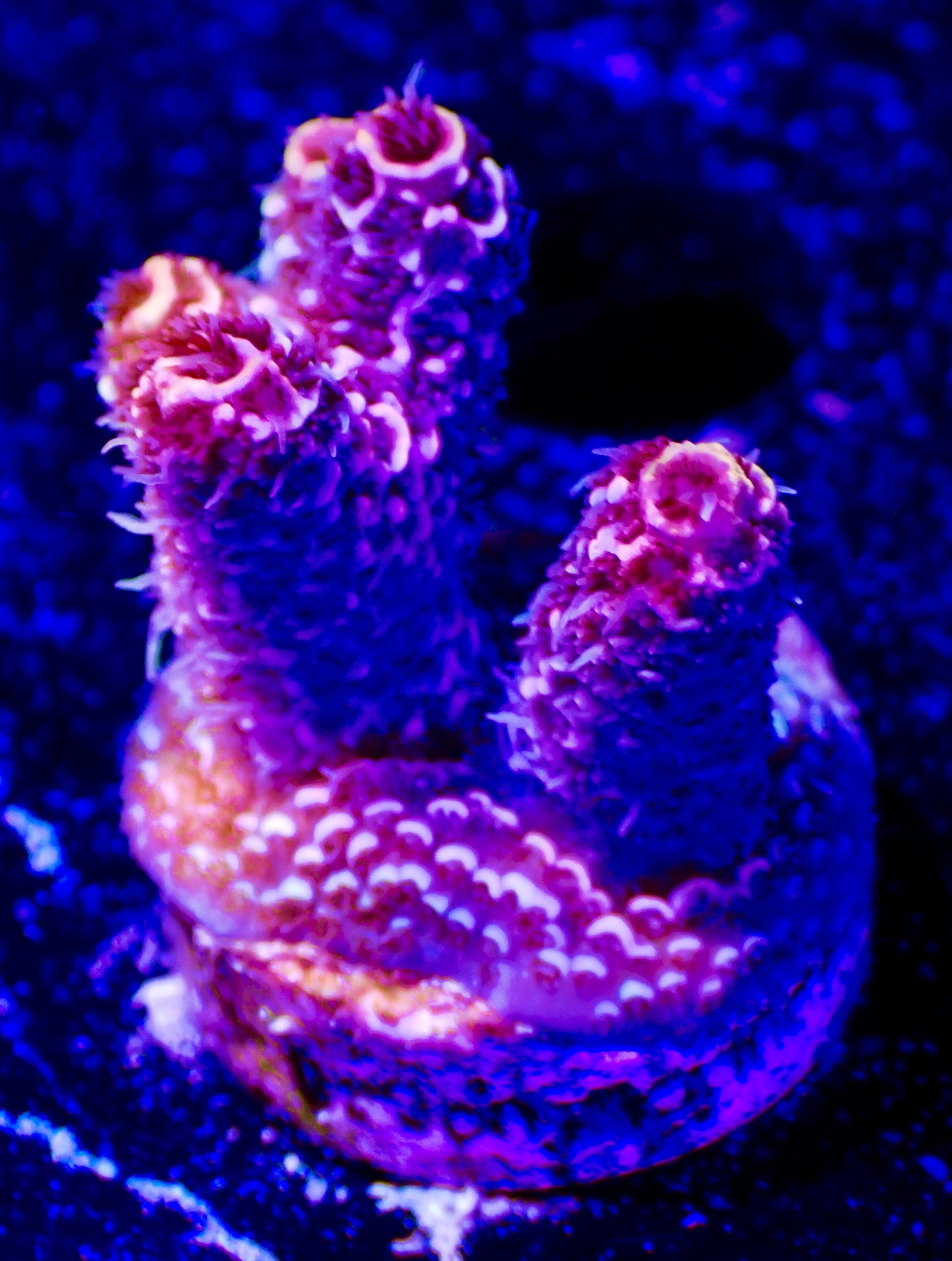 Acropora millepora OOL Ruby Nova