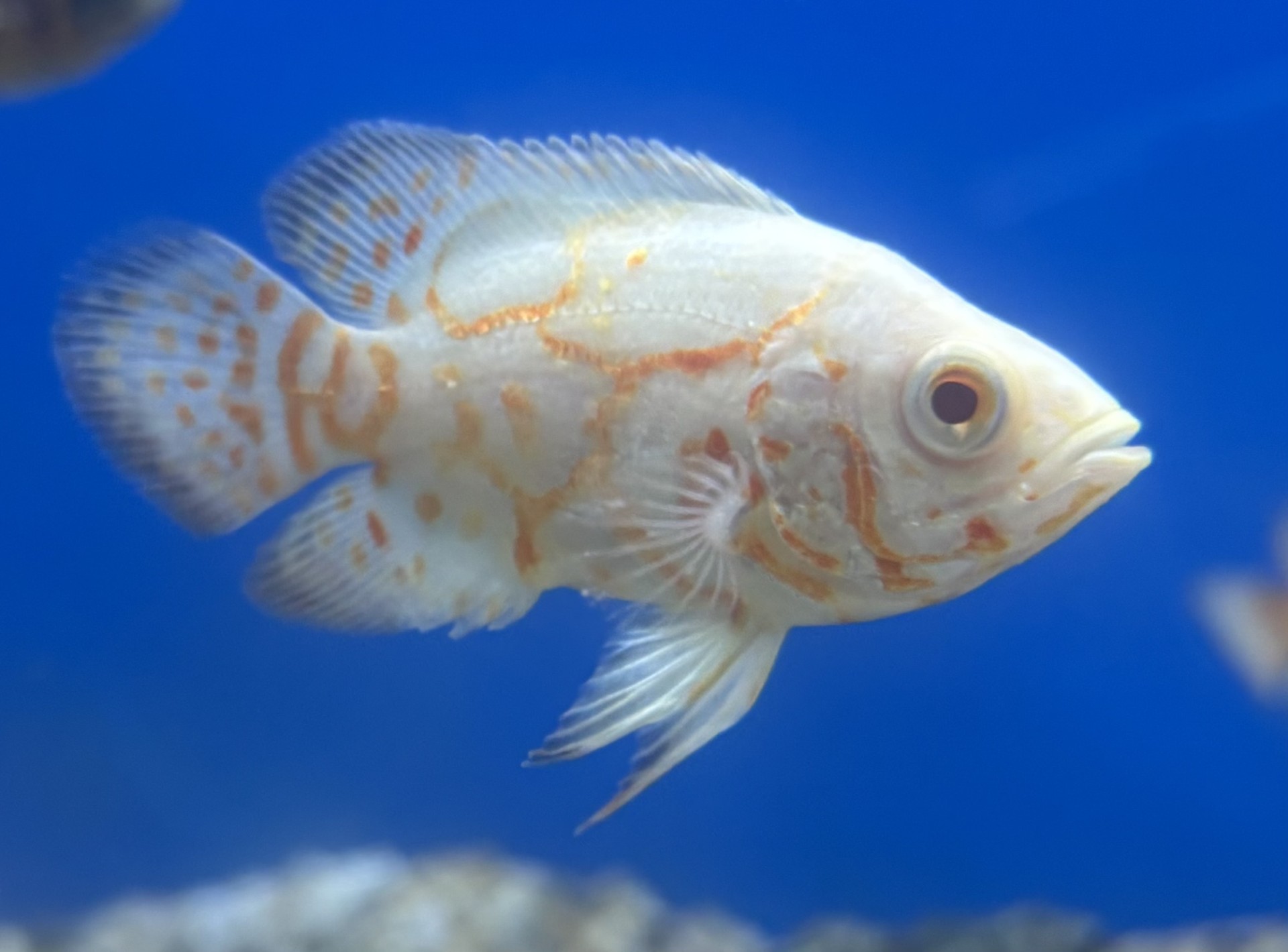 Påfågelciklid, Oscar Albino Tiger 4-6cm (Astronotus ocellatus)