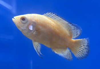Påfågelciklid, Oscar Röd Albino 4-6cm (Astronotus ocellatus)