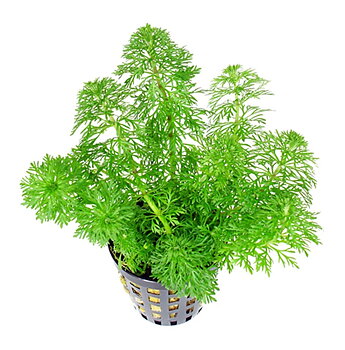 Limnophila heterophylla