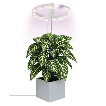 Emos Växtlampa Ring 300lm