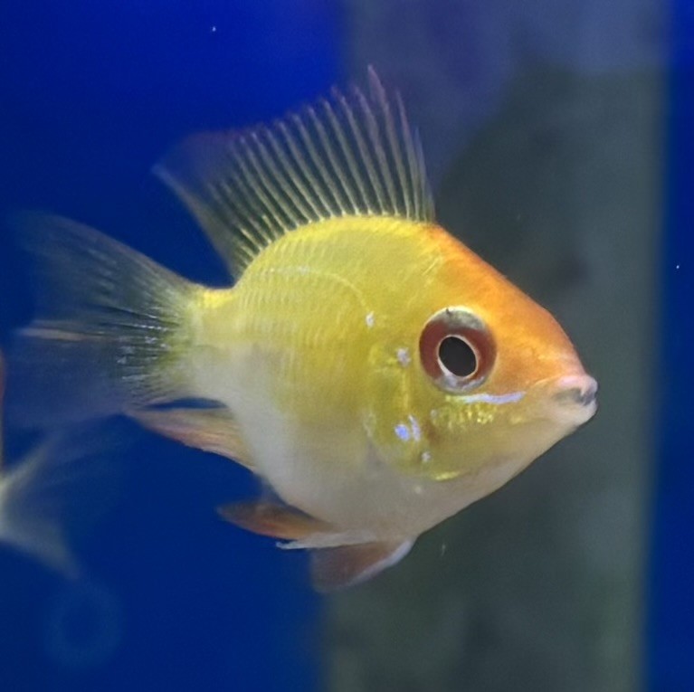 Fjärilsciklid Guld Ballong (Mikrogeophagus ramirezi)