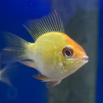 Fjärilsciklid Guld Ballong (Mikrogeophagus ramirezi)