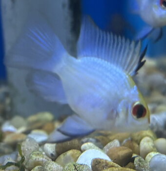 Fjärilsciklid Electric Blue Ballong (Mikrogeophagus ramirezi)