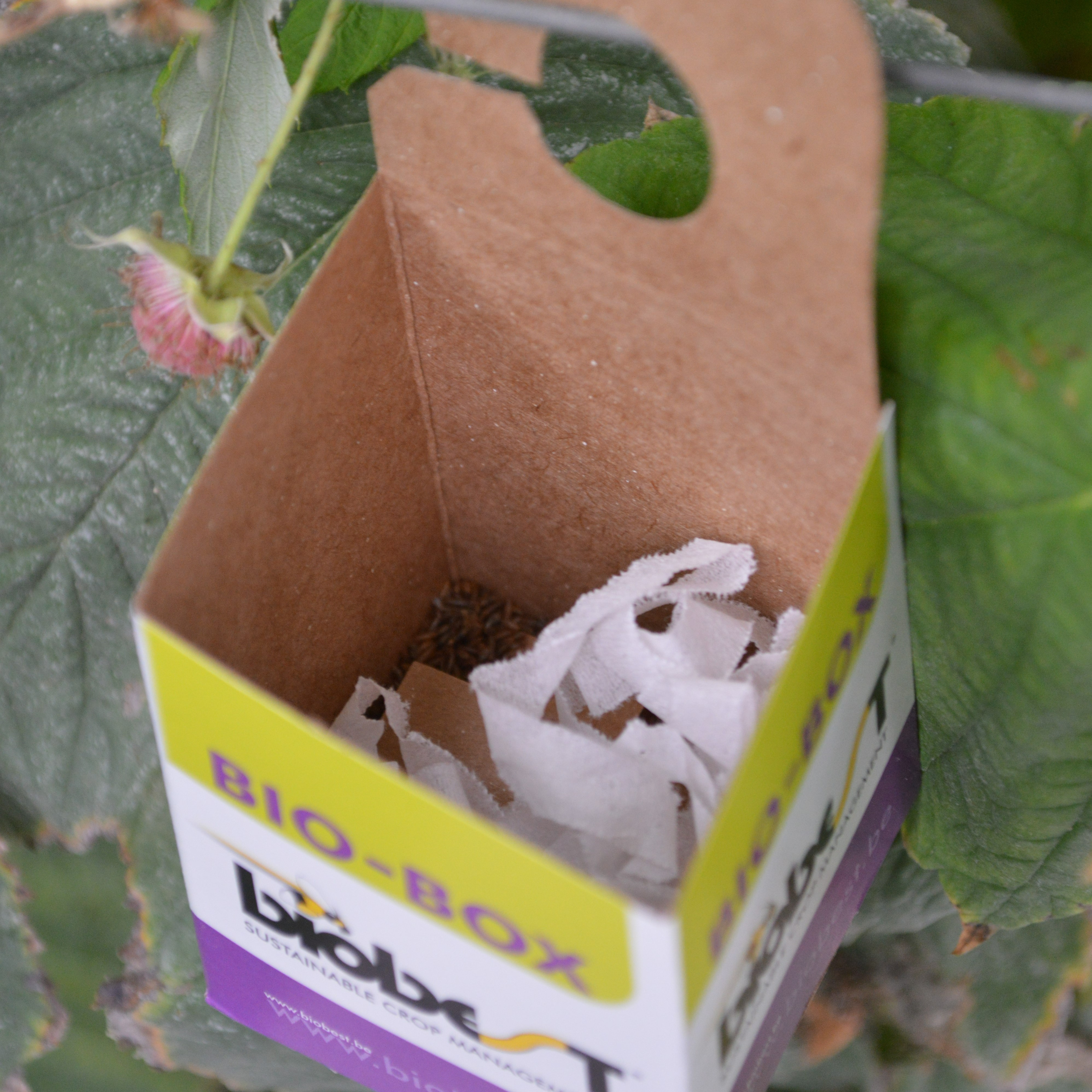 Bioboxar 5 st. - 2