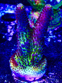 Acropora spp OOL Paradise Pulse