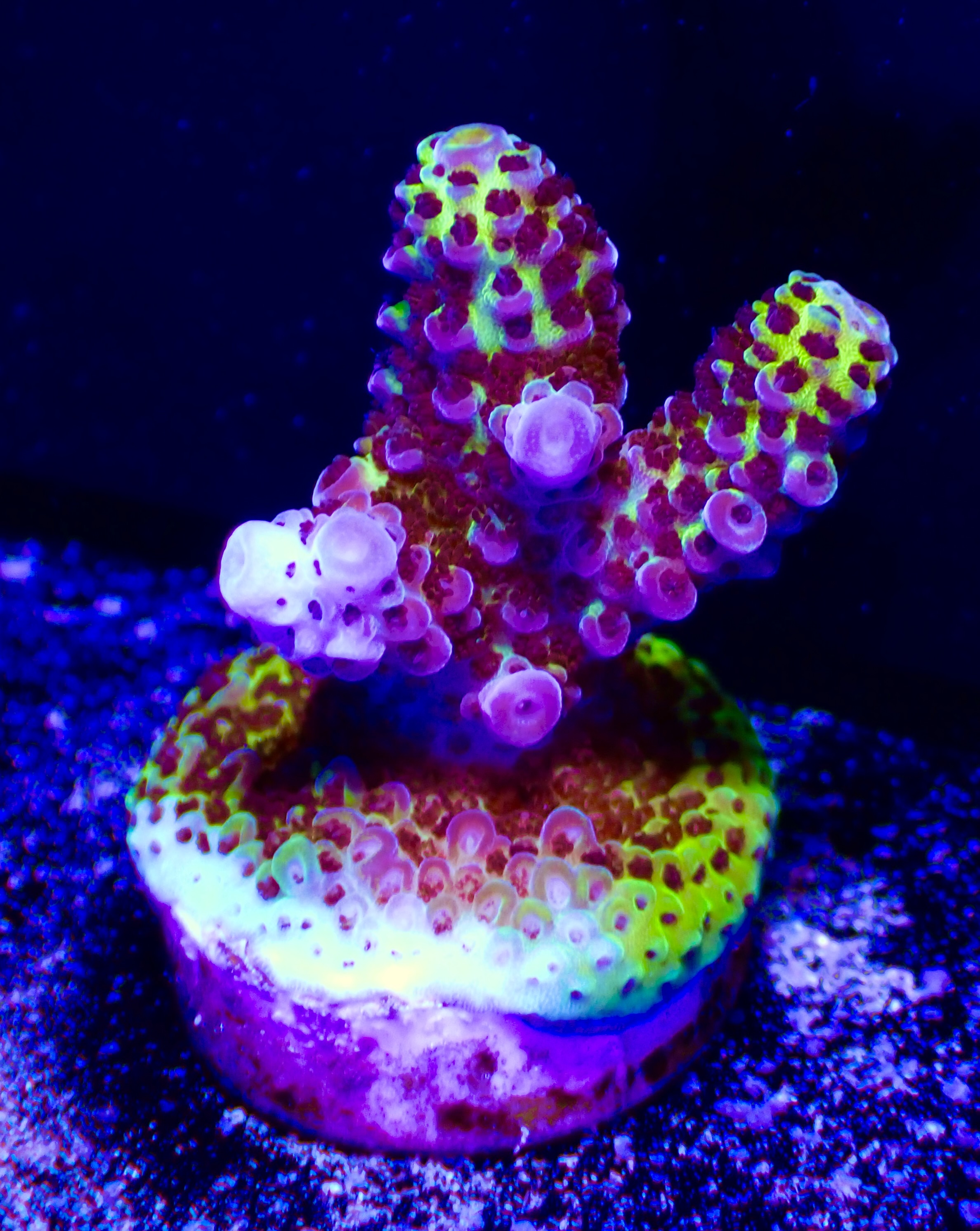 Acropora spp OOL Paradise Pulse