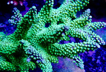 Acropora spp. OOL Biofire