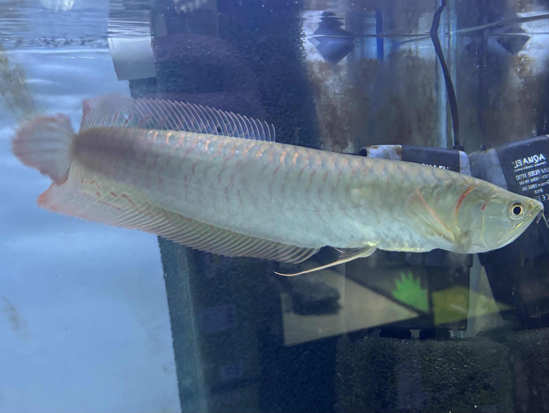 Arowana Silver 25-30 cm (Osteoglossum bicirrhosum)