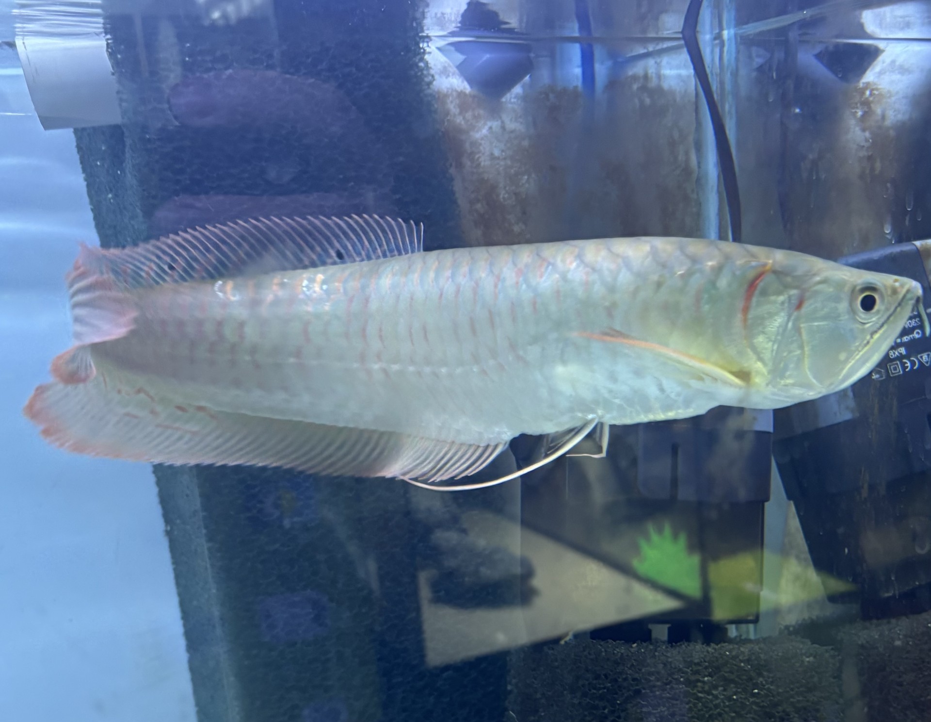 Arowana Silver 25-30 cm (Osteoglossum bicirrhosum) - 2