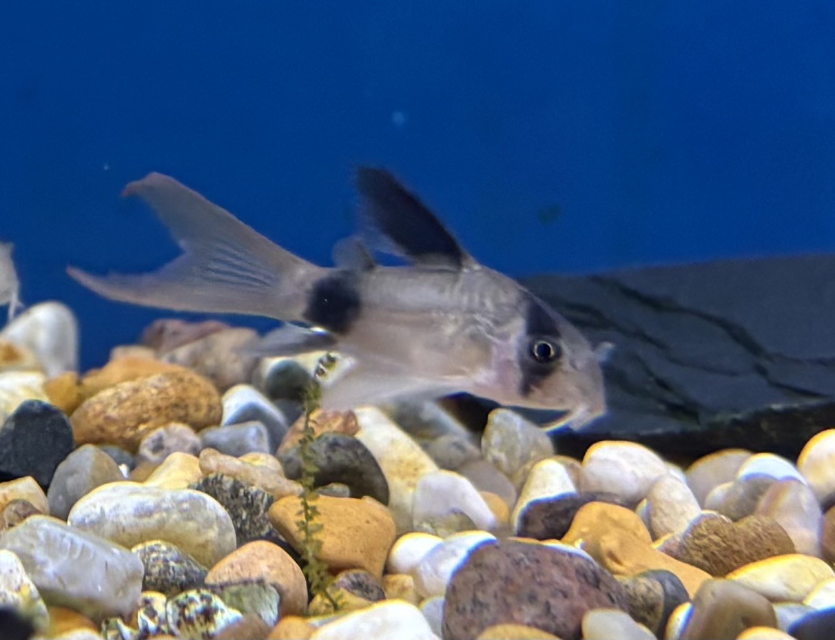 Corydoras Panda Longfin (Hoplisoma panda)