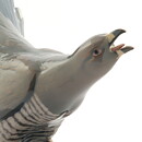 Jens Peter Dahl-Jensen (20th Century) Cuckoo #1770 22/20 cm