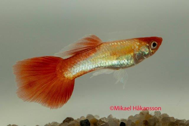 Guppy Hane Golden Koi (Poecilia reticulata)