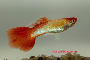 Guppy Hane Golden Koi (Poecilia reticulata)
