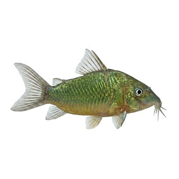 Grön Pansarmal (Brochis splendens)