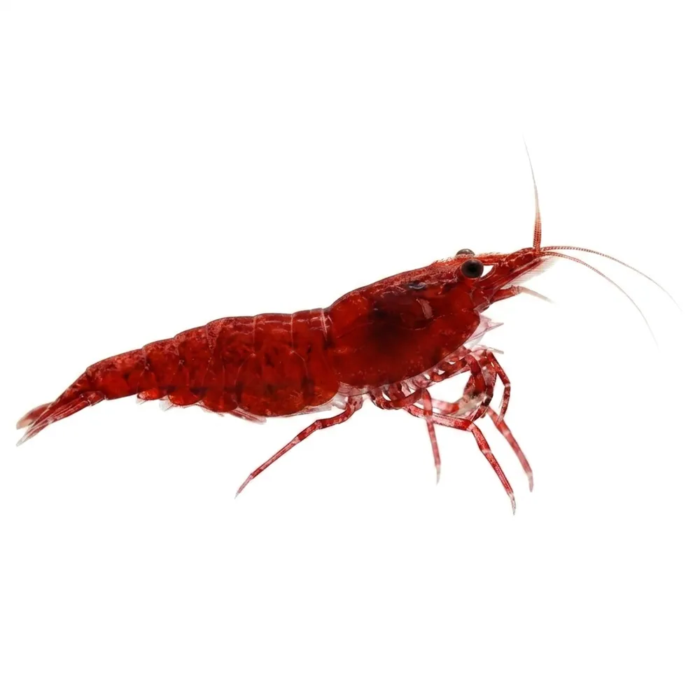 Röd Sakura Räka (Neocaridina davidi)