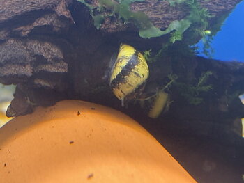 Antennsnäcka Zebra (Clithon diadema)