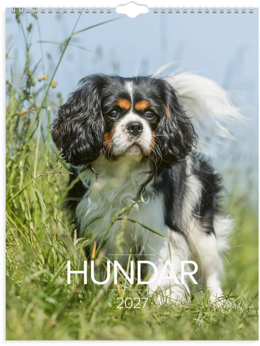 Väggkal 27 Stora Hundkalendern