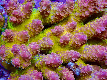 Acropora spp. OOL Scarlet Dreamline