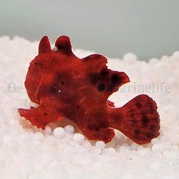 Antennarius spp. Röd