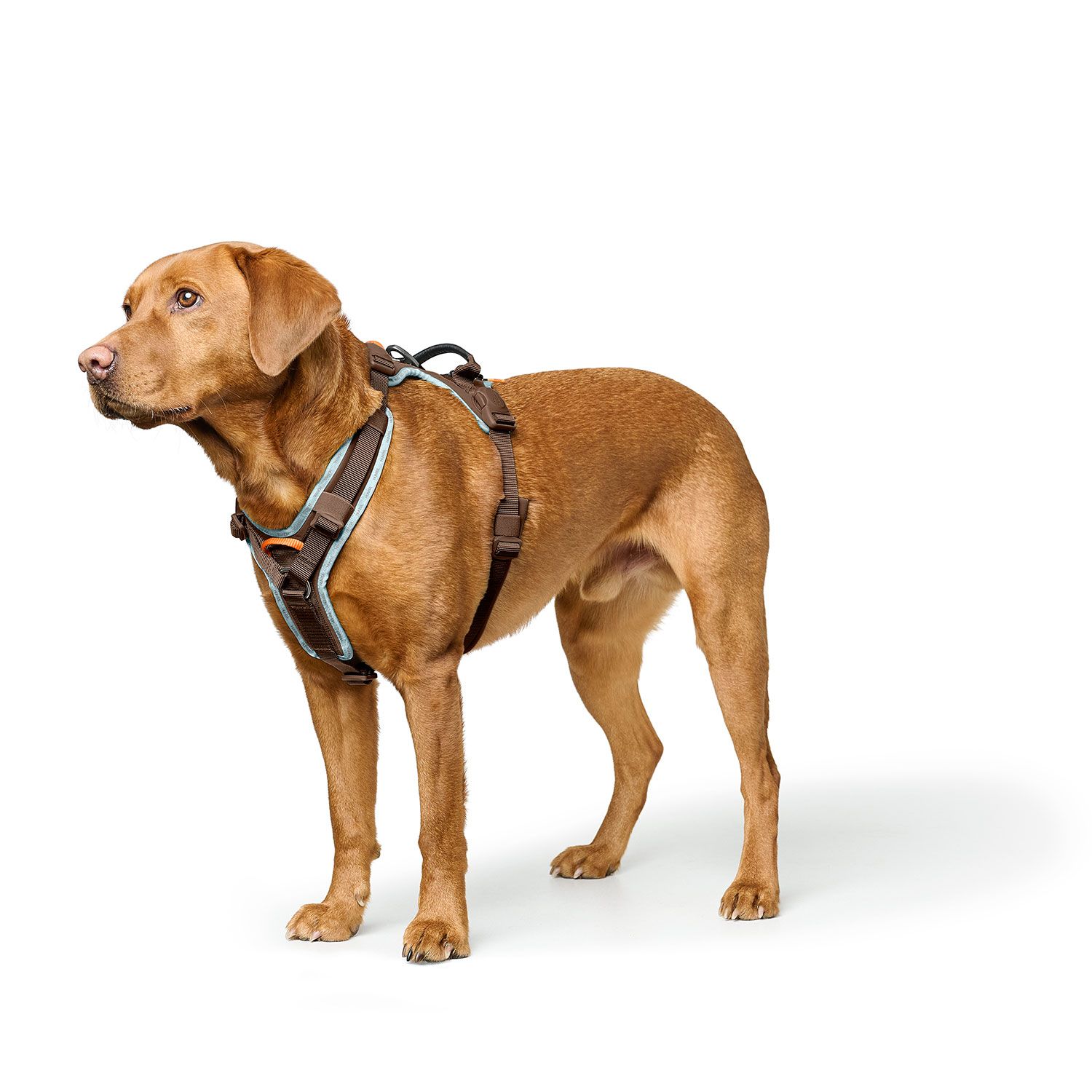 HUNTER Harness ErgoMove Pro™ Brun - olika storlekar - 7