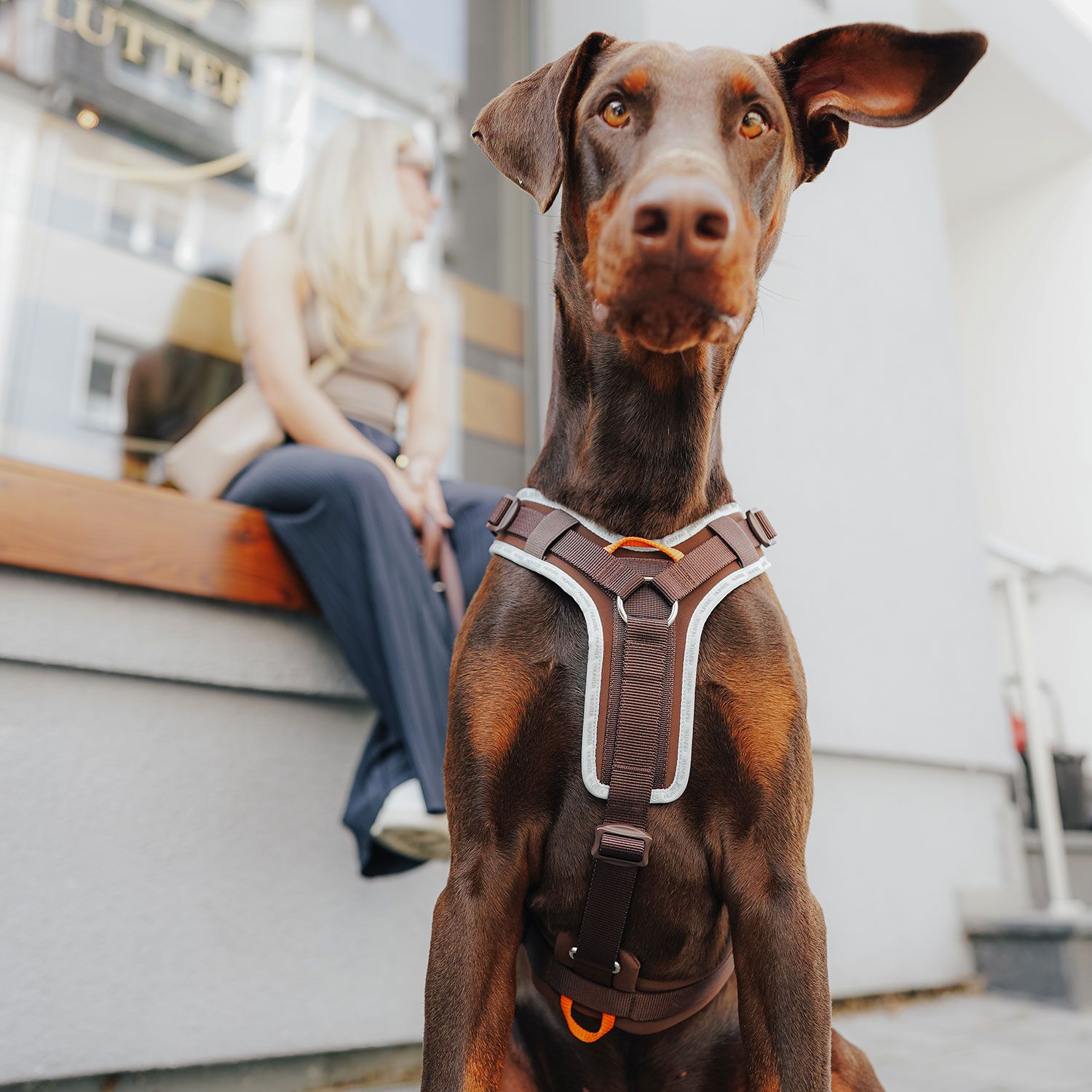HUNTER Harness ErgoMove Pro™ Brun - olika storlekar - 4