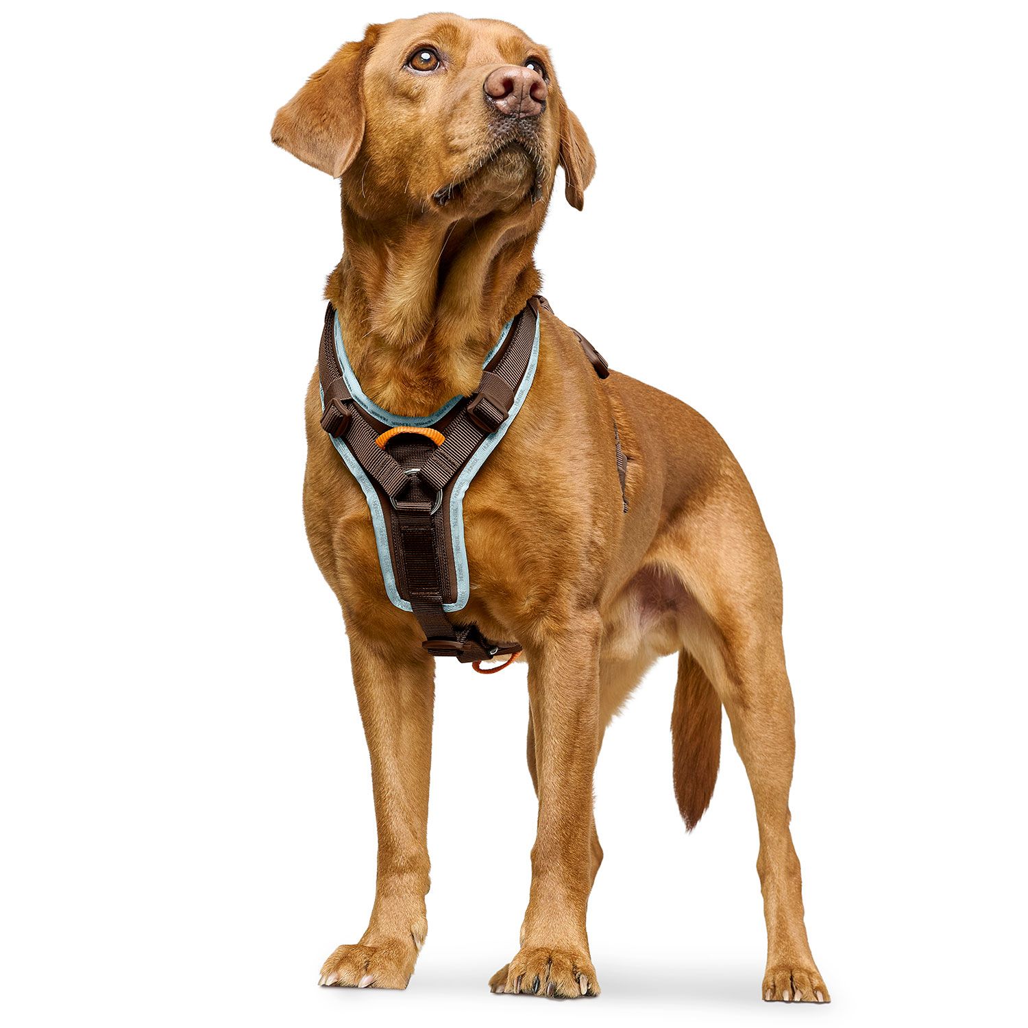 HUNTER Harness ErgoMove Pro™ Brun - olika storlekar - 3