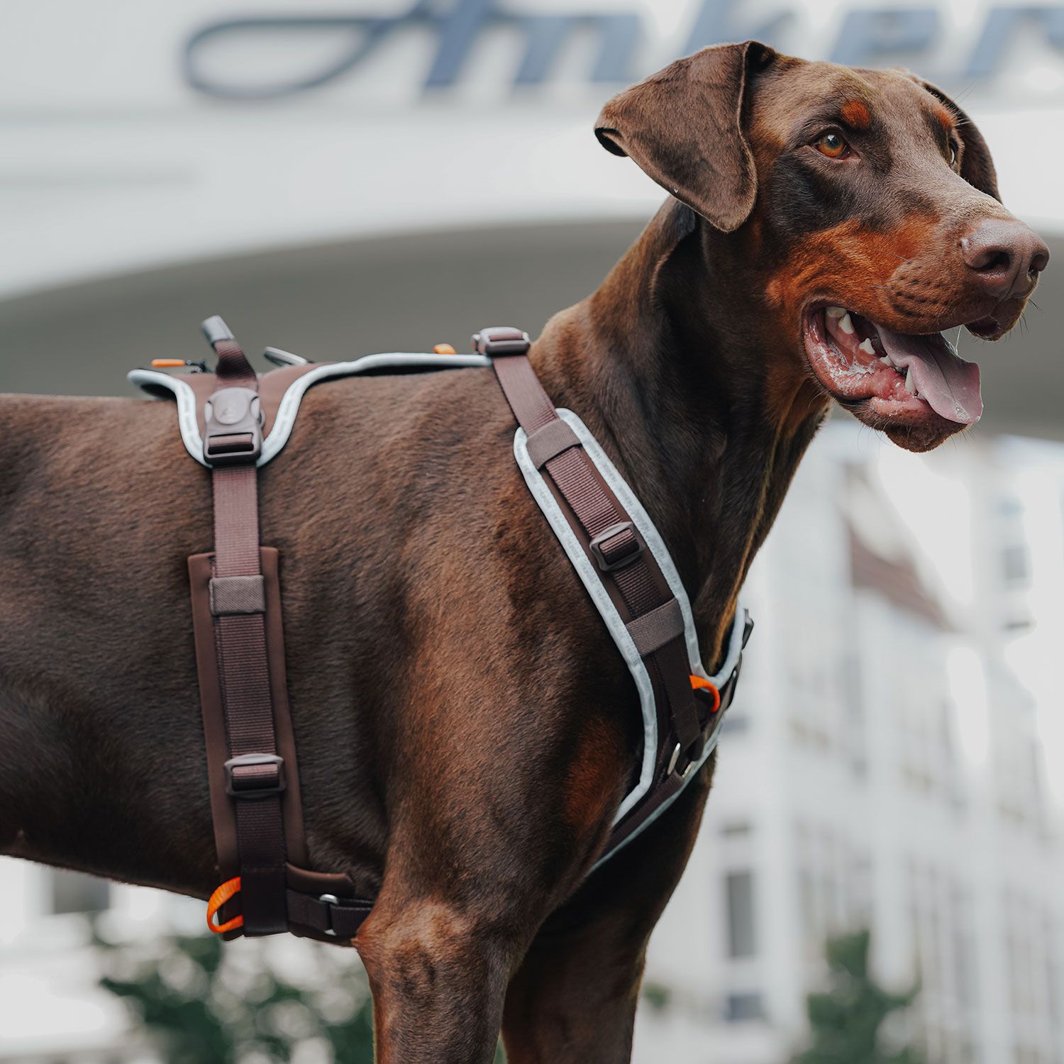 HUNTER Harness ErgoMove Pro™ Brun - olika storlekar - 2