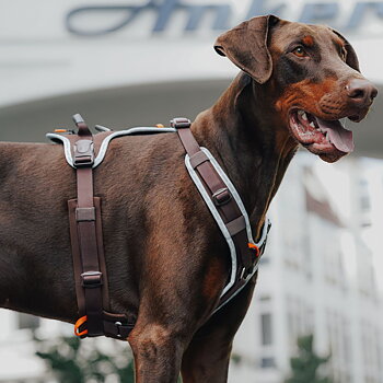HUNTER Harness ErgoMove Pro™ Brun - olika storlekar